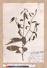 Cinnamomum macrostemon Hayata 胡氏肉桂