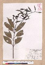 Cinnamomum macrostemon Hayata 胡氏肉桂