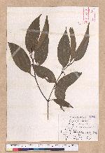 Cinnamomum macrostemon Hayata 胡氏肉桂