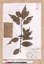Cinnamomum macrostemon Hayata 胡氏肉桂