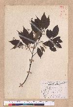 Cinnamomum camphora (L.) J. Presl 樟樹