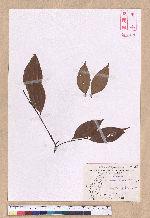 Cinnamomum subavenium Miq. 細葉香樟(香桂)