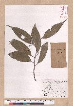 Cinnamomum macrostemon Hayata 胡氏肉桂