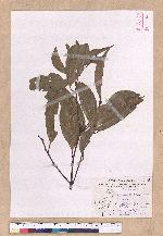 Cinnamomum macrostemon Hayata 胡氏肉桂
