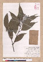 Cinnamomum macrostemon Hayata 胡氏肉桂