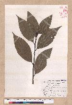 Cinnamomum macrostemon Hayata 胡氏肉桂