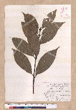 Cinnamomum macrostemon Hayata 胡氏肉桂