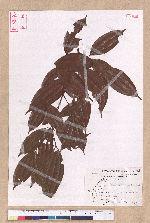 Cinnamomum subavenium Miq. 細葉香樟(香桂)