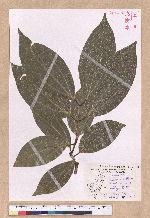 Cinnamomum kotoense Kanehira & Sasaki 蘭嶼肉桂