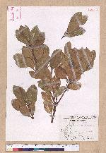 Cinnamomum reticulatum Hayata 土樟