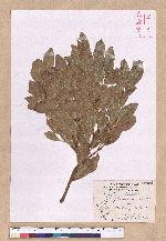 Cinnamomum reticulatum Hayata 土樟
