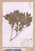 Cinnamomum reticulatum Hayata 土樟