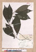 Lindera sericea (Siebold et Zucc.) Blume var. glabrata Blume
