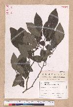 Lindera glauca (Sieb. & Zucc.) Blume 白葉釣樟
