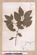 Cinnamomum verum J. S. Presl. 錫蘭肉桂