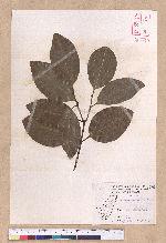 Cinnamomum verum J. S. Presl. 錫蘭肉桂