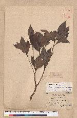 Litsea lii Chang var. nunkao-tahangensis (Liao) Liao 能漢木薑子