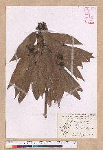 Litsea acuminata (Blume) Kurata 長葉木薑子