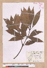 Litsea acuminata (Blume) Kurata 長葉木薑子
