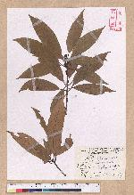 Litsea acuminata (Blume) Kurata 長葉木薑子