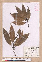 Litsea acuminata (Blume) Kurata 長葉木薑子