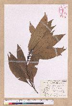 Litsea acuminata (Blume) Kurata 長葉木薑子