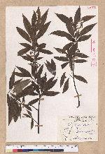 Litsea cubeba (Lour.) Persoon 山胡椒