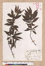 Litsea cubeba (Lour.) Persoon 山胡椒