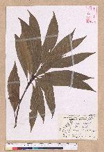 Litsea acuminata (Blume) Kurata 長葉木薑子
