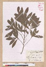Litsea hypophaea Hayata 小梗木薑子(黃肉樹)