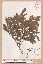 Litsea hypophaea Hayata 小梗木薑子(黃肉樹)