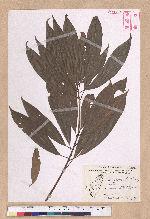 Litsea acuminata (Blume) Kurata 長葉木薑子