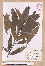 Litsea acuminata (Blume) Kurata 長葉木薑子
