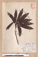 Litsea acutivena Hayata 銳脈木薑子