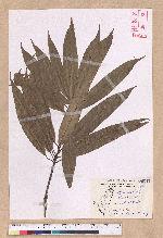 Litsea acuminata (Blume) Kurata 長葉木薑子