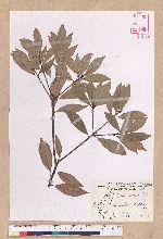 Litsea coreana H. Levl. 鹿皮斑木薑子