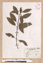 Litsea morrisonensis Hayata 玉山木薑子