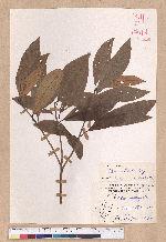 Litsea akoensis Hayata 屏東木薑子
