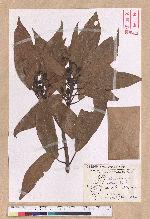 Litsea acuminata (Blume) Kurata 長葉木薑子