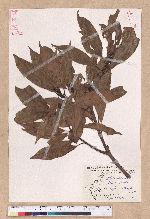 Litsea acuminata (Blume) Kurata 長葉木薑子