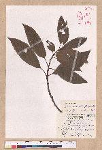 Litsea acuminata (Blume) Kurata 長葉木薑子