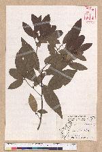 Litsea morrisonensis Hayata 玉山木薑子