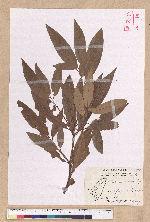 Litsea morrisonensis Hayata 玉山木薑子
