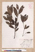 Litsea morrisonensis Hayata 玉山木薑子