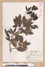 Litsea morrisonensis Hayata 玉山木薑子