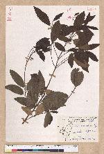 Litsea morrisonensis Hayata 玉山木薑子