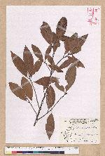 Litsea morrisonensis Hayata 玉山木薑子