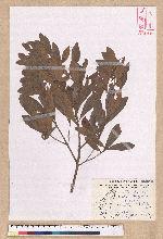 Litsea lii Chang var. nunkao-tahangensis (Liao) Liao 能漢木薑子