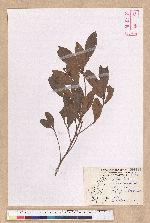 Litsea lii Chang var. nunkao-tahangensis (Liao) Liao 能漢木薑子