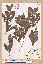 Litsea lii Chang var. nunkao-tahangensis (Liao) Liao 能漢木薑子